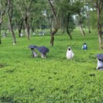 New housing scheme construction for tea garden workers in North Bengal 2026