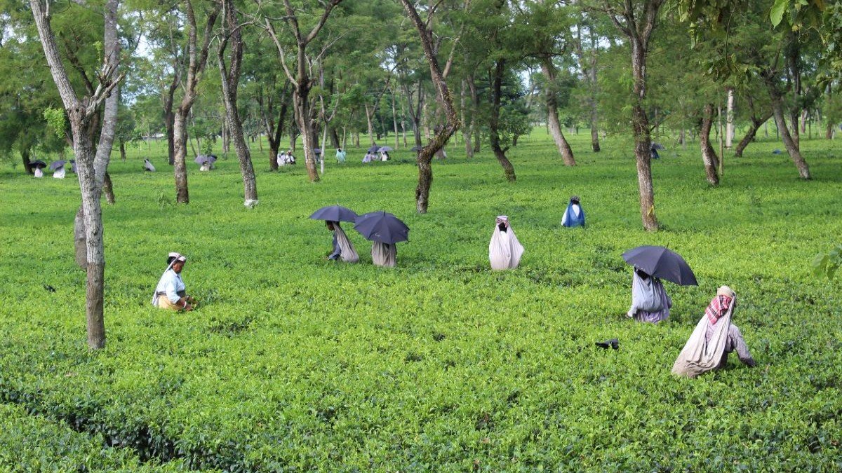New housing scheme construction for tea garden workers in North Bengal 2026