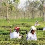 উত্তরবঙ্গের চা বাগানের শ্রমিকদের জন্য সরকারি আবাসন ও স্বাস্থ্য বিমা প্রকল্পের তথ্য