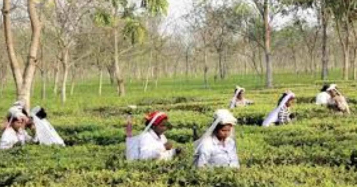 উত্তরবঙ্গের চা বলয়ে সুখবর: শ্রমিকদের জন্য নতুন আবাসন ও স্বাস্থ্য বিমা প্রকল্পের ঘোষণা 1 উত্তরবঙ্গের চা বাগানের শ্রমিকদের জন্য সরকারি আবাসন ও স্বাস্থ্য বিমা প্রকল্পের তথ্য
