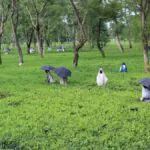 New housing scheme construction for tea garden workers in North Bengal 2026